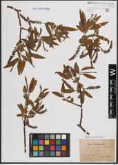 Foto von Salix fragilis L.